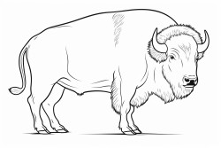 buffalo