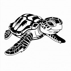 turtle