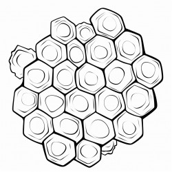 word honeycomb coloring page  draw a honeycomb and write sweet kind words in each cell