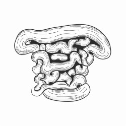 small intestine