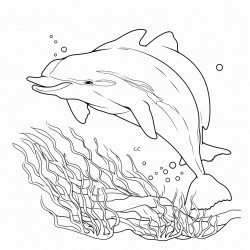 dolphins