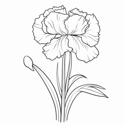 a long stemmed carnation