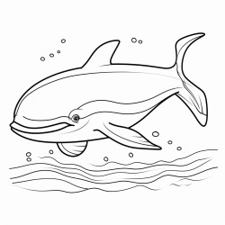 a cute icelandic blue whale