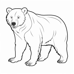 black bear