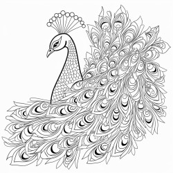 peacock