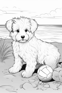 fluffy puppy at the beach playing with a ball