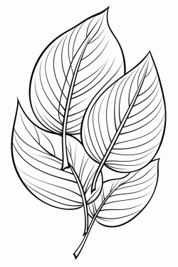 a cute graceful leaves  coloring bookvector white background black and white black drawing