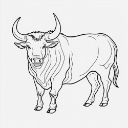 um toro