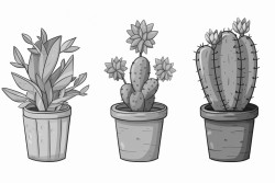 cacti