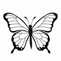 a butterfly