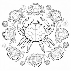 crabs with lots of sea shells