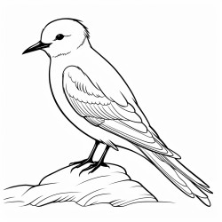 a cute icelandic arctic tern
