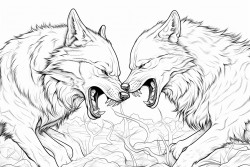 2 male wolfs fighting one is fat and losing the other is lean beautiful and winning
