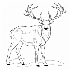 a cute icelandic elk