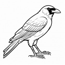 crow