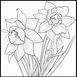 simple daffodils flower drawing with bold and black lines