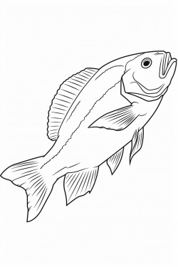 dorado