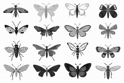 insects and bugs