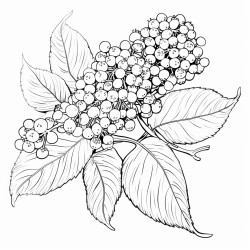 elderberry