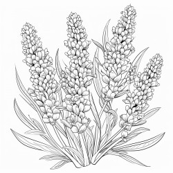lavender