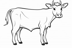 cow profile