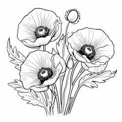 poppy flowers