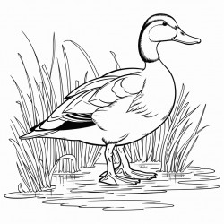 mallard duck on a pond