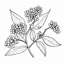 elderberry
