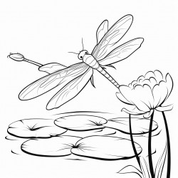 dragonfly on lily pad
