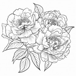 flower peonies drawing with black and bold lines