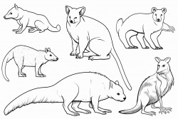 australian animals