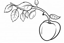a is for apple a big shiny apple hanging from a tree with a small worm peeking out