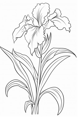 flower irise with strong sten and leaves