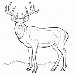 gnre des images de dauphin aigle biche chat lphant