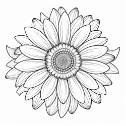 one daisy centered