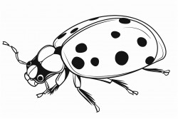 ladybug