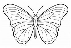butterfly with 3 different wings on each side