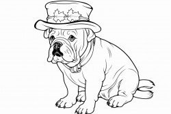 an english bulldog dressed as a pilgrim with a thanksgiving hat