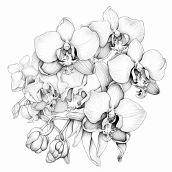 orchids