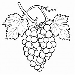 a bunch of grapes