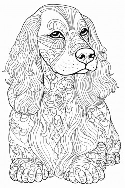 cocker spaniel