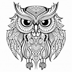 owl