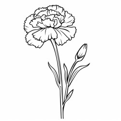 a long stemmed carnation