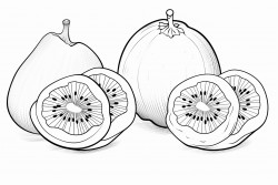 watermelon oranges and kiwi fruits