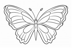 butterfly with 3 different wings on each side
