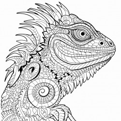 iguana
