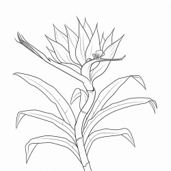 bird of paradise flower