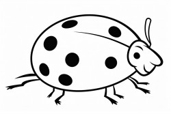 ladybug