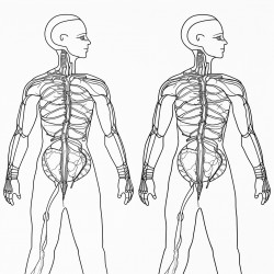 human anatomy
