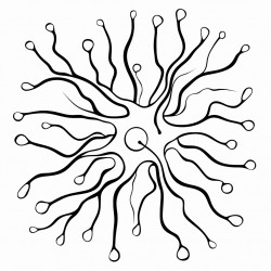 neuron synapse